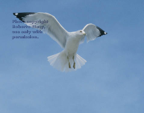 ring-billed gull