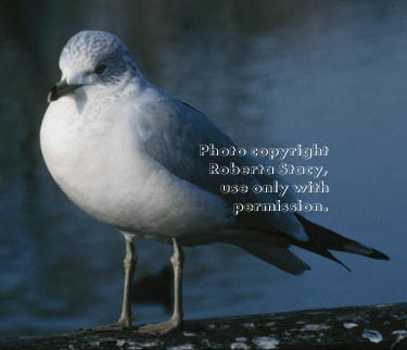 ring-billed gull