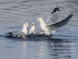 ring-billed gulls