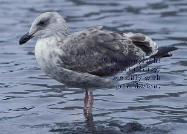 gull, immature