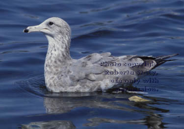 gull, immature