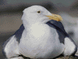 gull close-up