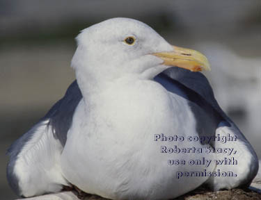 gull close-up