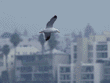 gull flying in city