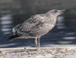 young gull calling its mom