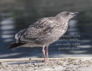 young gull calling its mom