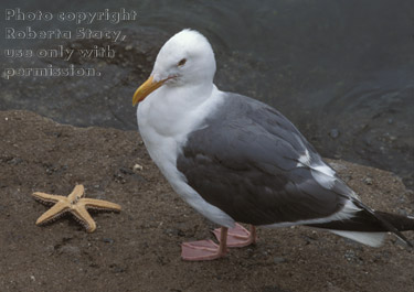 gull with starfish