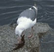 gull with starfish