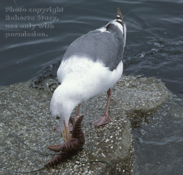 gull with starfish