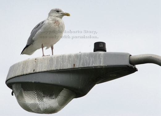 gull on lamp