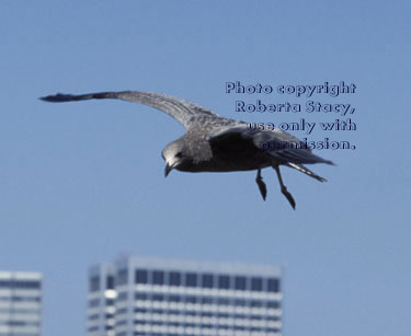 western gull, immature