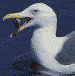 western gull with clam