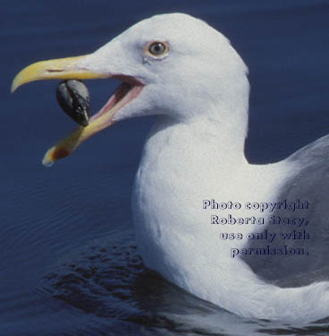 western gull with clam