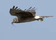 flying northern harrier with lizard