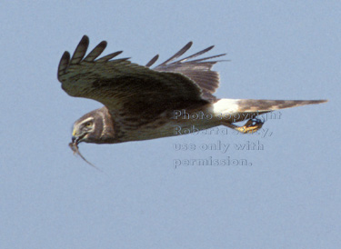 flying northern harrier with lizard