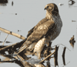 northern harrier standing in flooded corn field