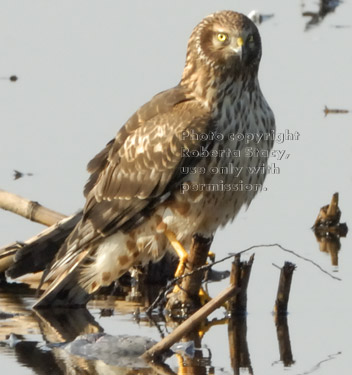 female northern harrier in flooded corn field