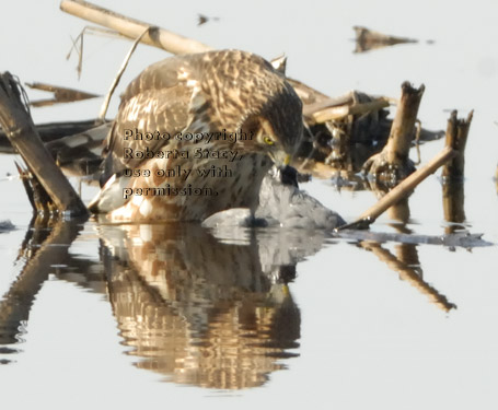 female northern harrier eating dead duck