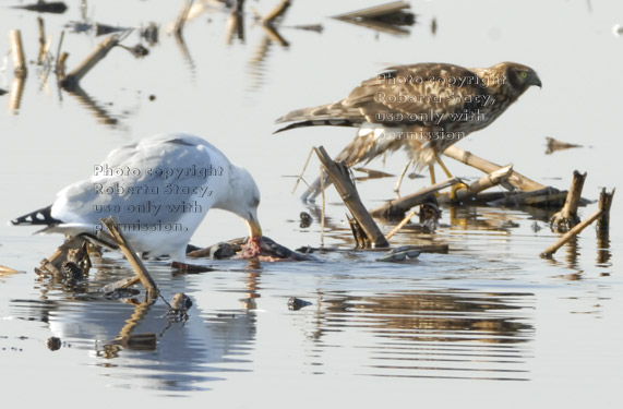 northern harrier leaving dead duck for gull to eat