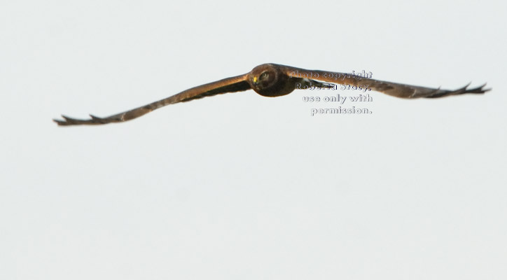 northern harrier in flight