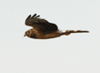 flying northern harrier
