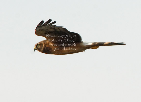 flying northern harrier