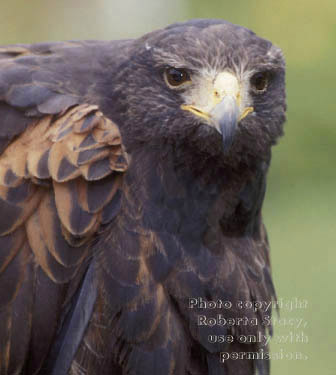 Harris's hawk