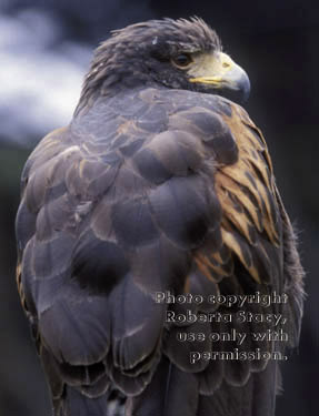 Harris's hawk