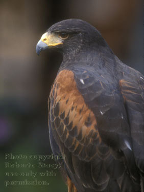 Harris's hawk