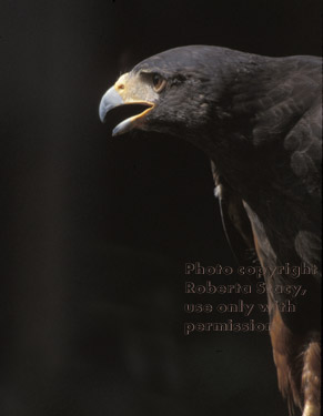 Harris's hawk