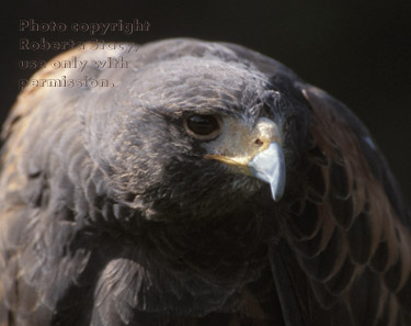 Harris's hawk