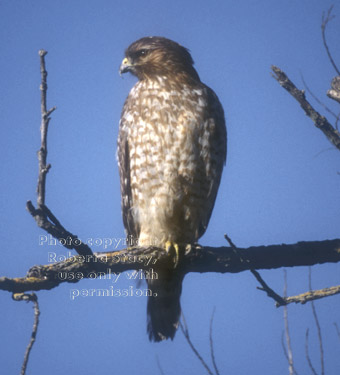 young red-shouldered hawk