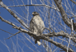 red-shouldered hawk