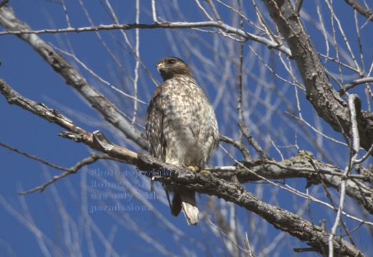 red-shouldered hawk