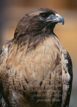 red-tailed hawk