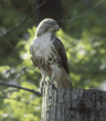 red-tailed hawk, juvenile