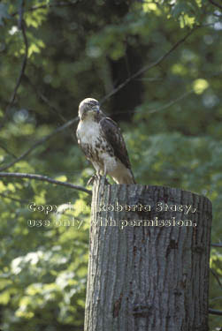 young red-tailed hawk