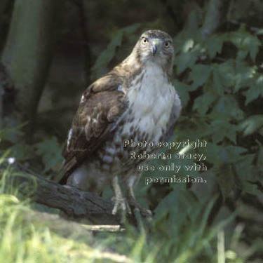 immature red-tailed hawk