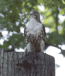 red-tailed hawk, immature