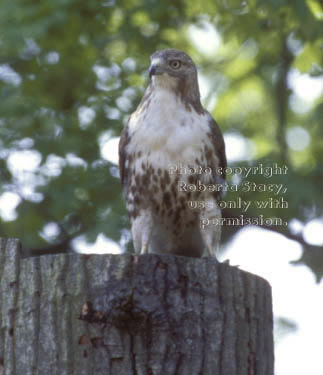 red-tailed hawk, immature