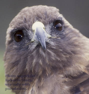 red-tailed hawk