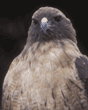 red-tailed hawk