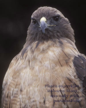 red-tailed hawk