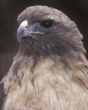 red-tailed hawk