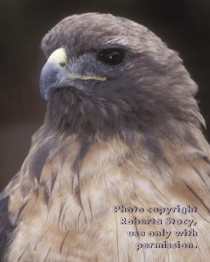 red-tailed hawk