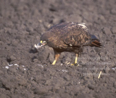 red-tailed hawk