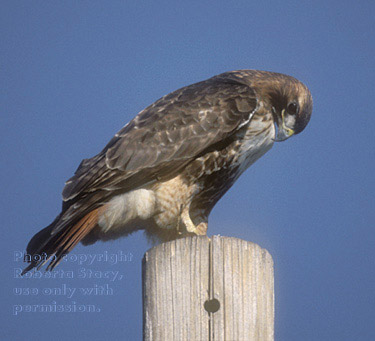 red-tailed hawk