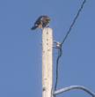 hawk eating a squirrel