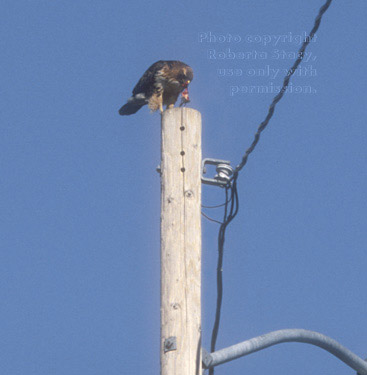 hawk eating a squirrel