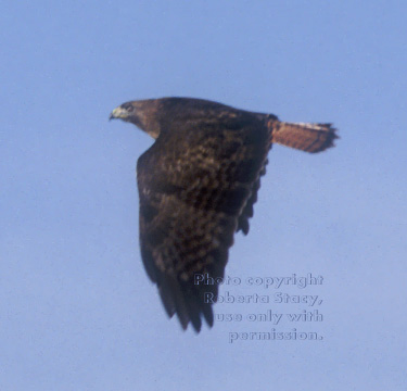 red-tailed hawk